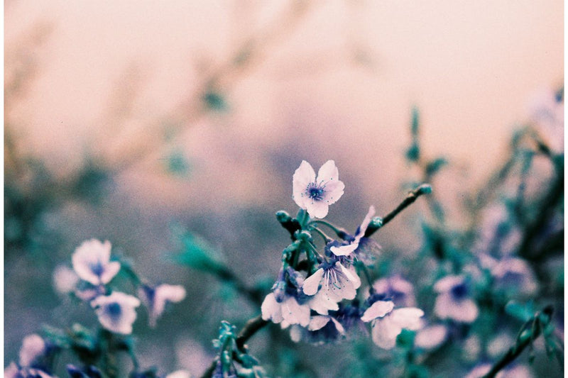 Lomography Turquoise 135mm Film (36exp)